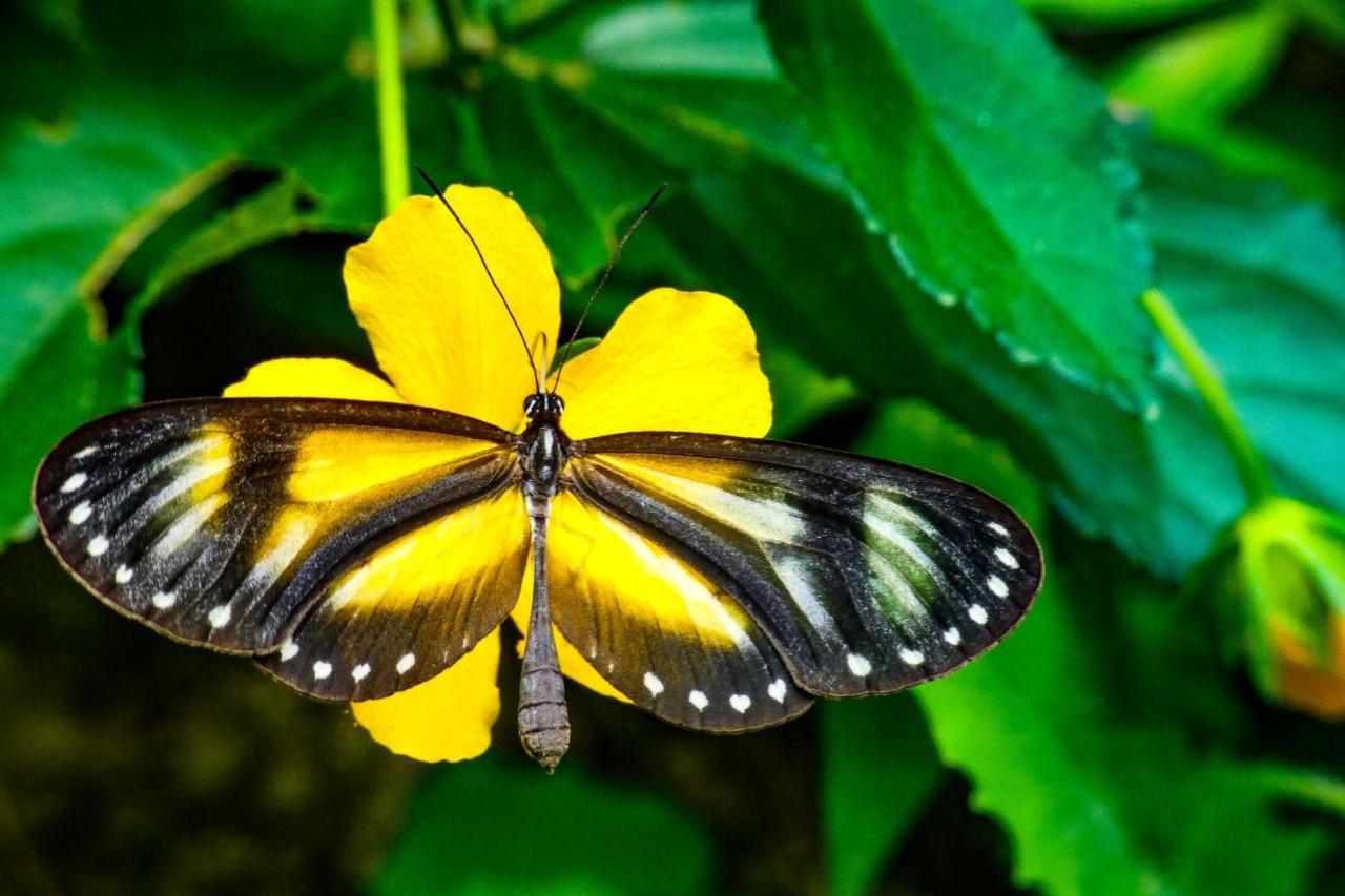 Rumi Wilco Ecolodge & Nature Reserve-Cabanas & Camping Vilcabamba Dış mekan fotoğraf