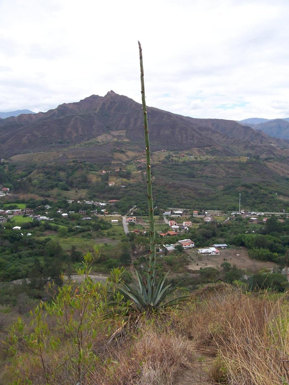 Rumi Wilco Ecolodge & Nature Reserve-Cabanas & Camping Vilcabamba Dış mekan fotoğraf